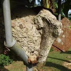 Diese Art wohnt gar nicht im Baum, sondern baut selbst ein Nest aus Sand und Propolis