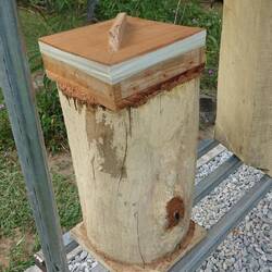 Die Bienenvölker werden hier im Stamm aus dem Wald geholt und dann nur eine Kiste oben aufgesetzt