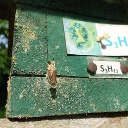 Die kleinste Biene der Welt passt mit Leichtigkeit durch das Rohr, kleiner als ein Strohhalm