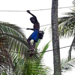 Harvesting toddy
