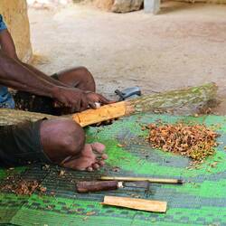 Harvesting cinnamon