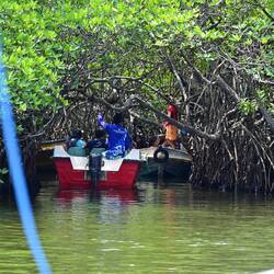Madu River mangroves