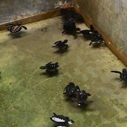 Turtles, a few days old