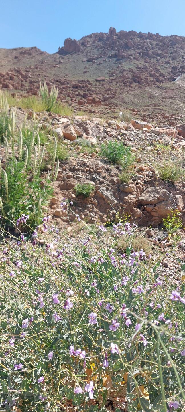 Frühling in Marokko