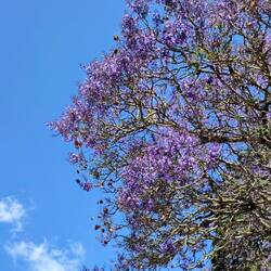 Jacaranda