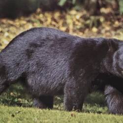 So würde er aussehen