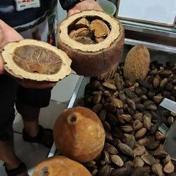 Brazil nuts
