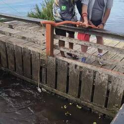 Feeding the huge pirarucu fish.