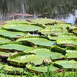 Huge waterlily pads