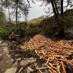 Papa, soll ich Holz mitbringen? 😉