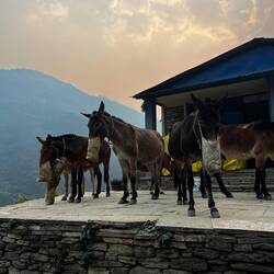 So bekommen die hier Fressen :/