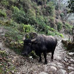 Den Weg teilen wir uns mit diesen Freunden