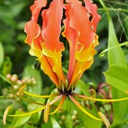 Gloriosa Lily -- never seen this before