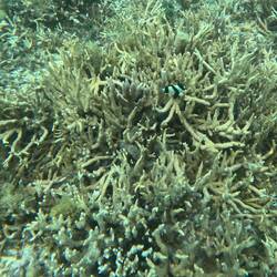 Not a lot of fish on this reef