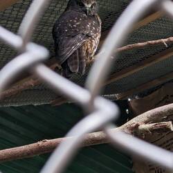 Morepork Owl