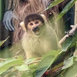 Squirrel Monkey