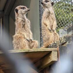 Meerkats