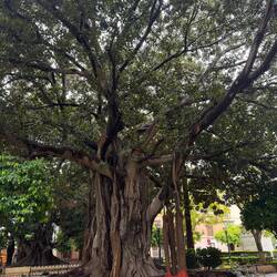 Großblättrige Feige (Ficus macrophylla)