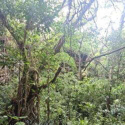 Can't imagine how old that tree might be... 🤔