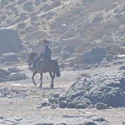 Gaucho