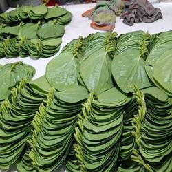 Des feuilles de bétel à usage thérapeutique