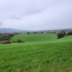 Wheat's growing