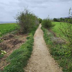 The path goes in between 2 planted fields