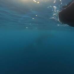 Another whale. To get any good detail the would have to be about 3m away