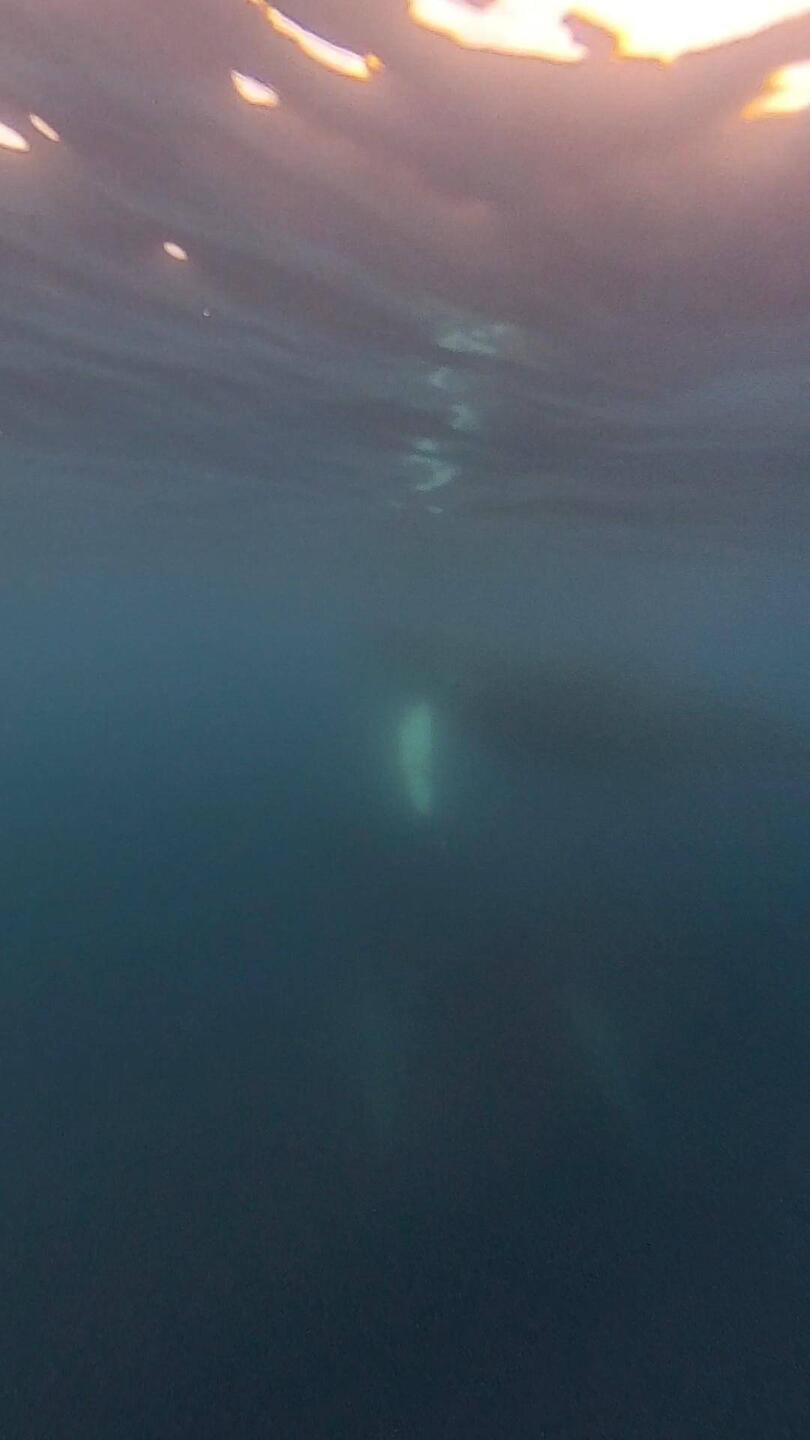 Two whales taken under water. Not great but...