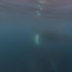 Two whales taken under water. Not great but...
