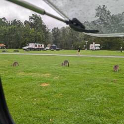 Unten im Tal angekommen - tatsächlich: Kangaroos!🤩