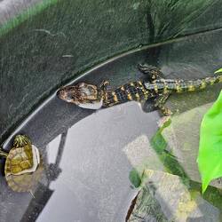 Baby Alligator at the Info Center