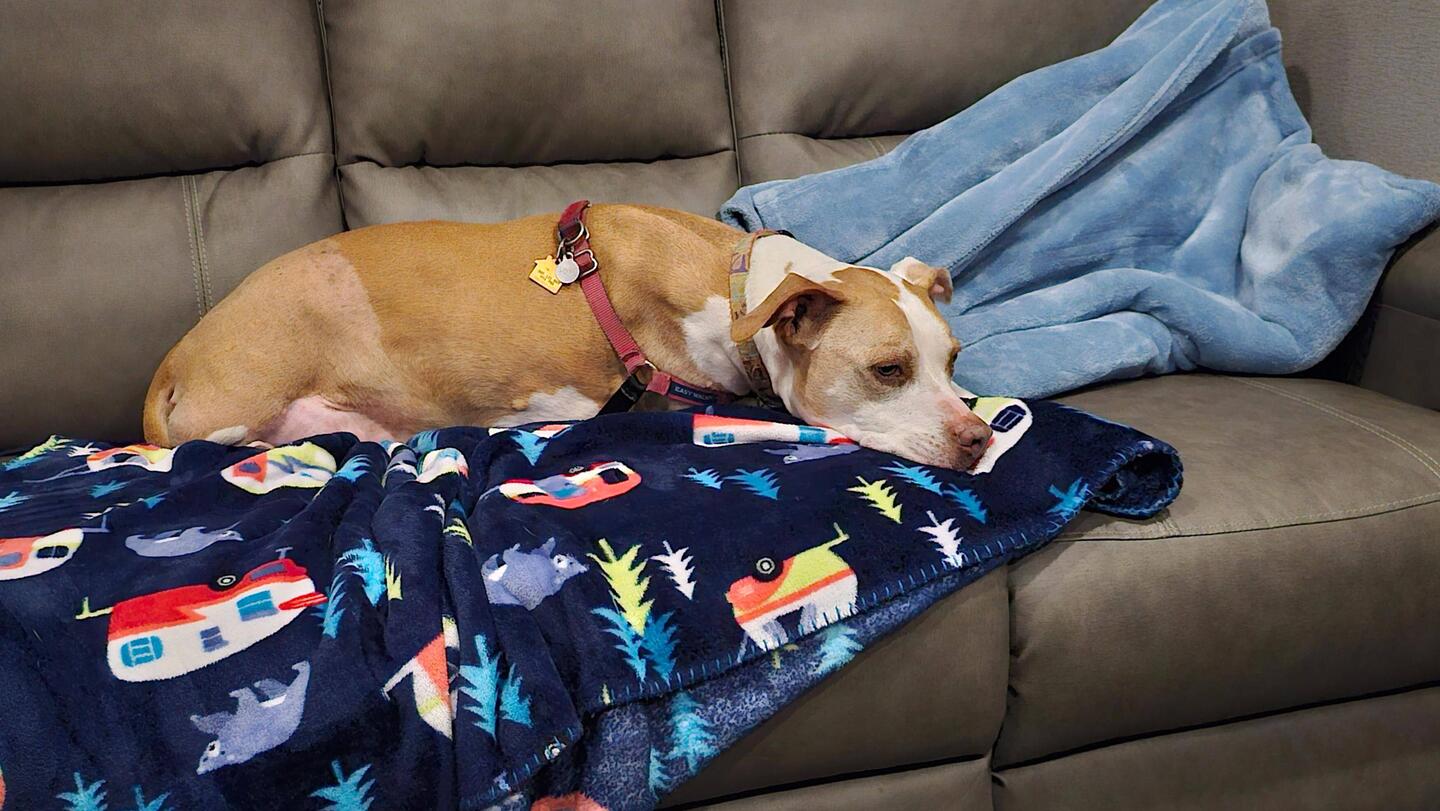 Blazie on Day 2 After Her 2nd Chemo Treatment