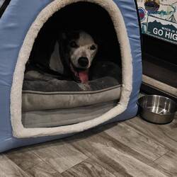 The Dogs Love Their House