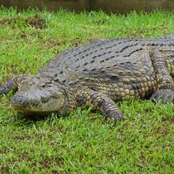CROCO vorher