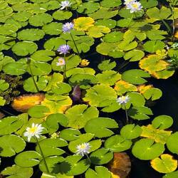 These Lillie's turn from purple to white over time
