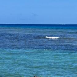 That's a turtle coming up for air.