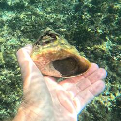 A neat snorkeling 'find', but I left it as I found it.