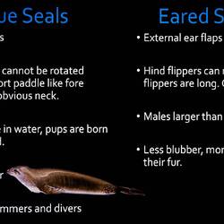 33 species worldwide, with some 50 or more having gone extinct ... all fit into these 2 categories.