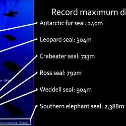 Pinnipeds are amazing divers!
