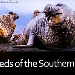 Pinniped = fin-footed; the largest of them are the Southern elephant seals.