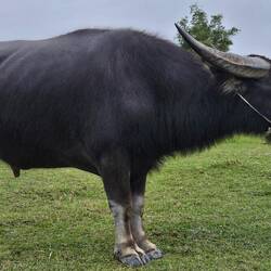 We stopped to say hi to this water buffalo. They are rarely used in agriculture any longer.