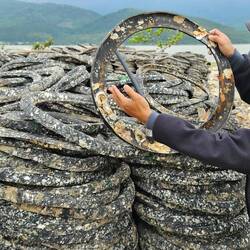 Nguyen showing us the tires used to farm oysters.