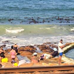 Tidal pools where they swim because the ocean is too cold to swim.