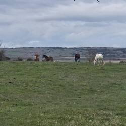Horses on the way today