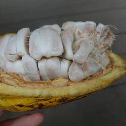 Hier lutscht man das Fruchtfleisch von den Kakaobohnen