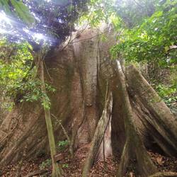 ...zu einem sehr großen Baum