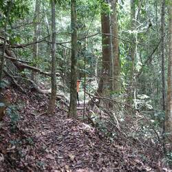 Um den Wald von unten zu sehen, eine kleine Wanderung...