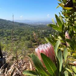 We are way past the blooming season, but this protea bush seems to not have received the memo