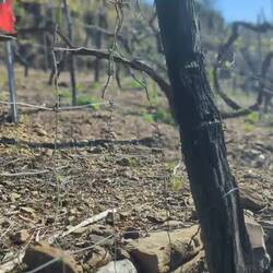 No grapes on the vine yet